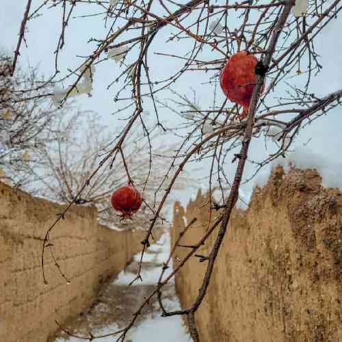 جواد نکایی شاه پسری دارمه شه نویان قربون